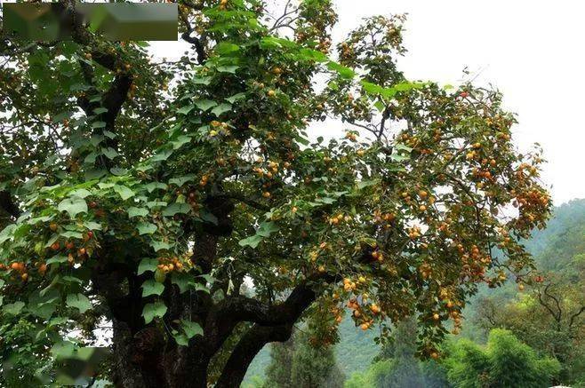 唐人段|柿子红了！柿柿如意！