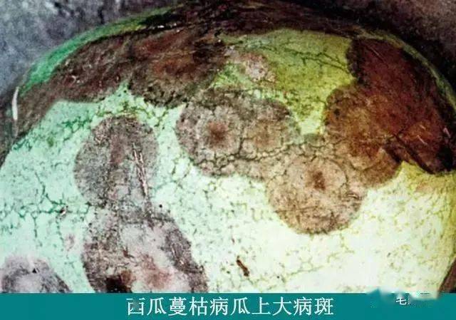 图文并茂,带你全方位了解西瓜蔓枯病