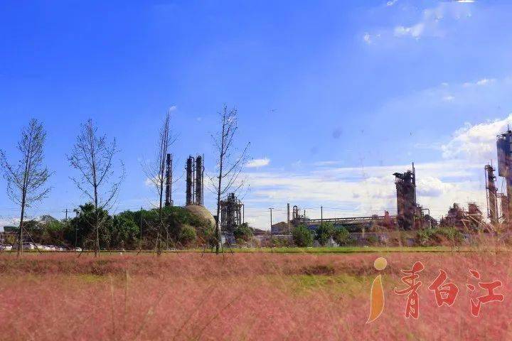 近期青白江最红的景点你打卡没得