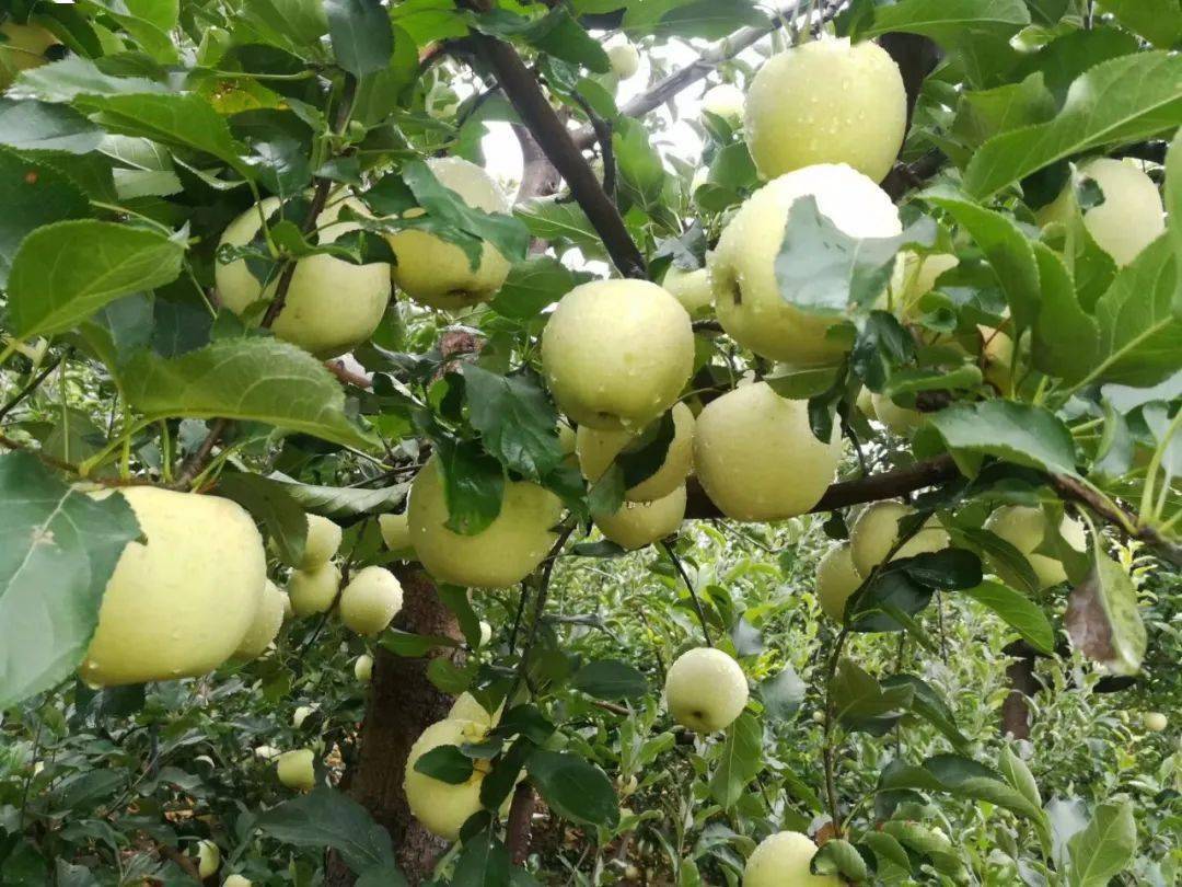 【车友福利】2020北京曹家果园王林苹果熟了,已经开园