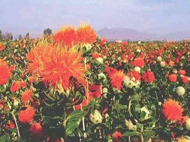 苹果|新疆为什么这样红？