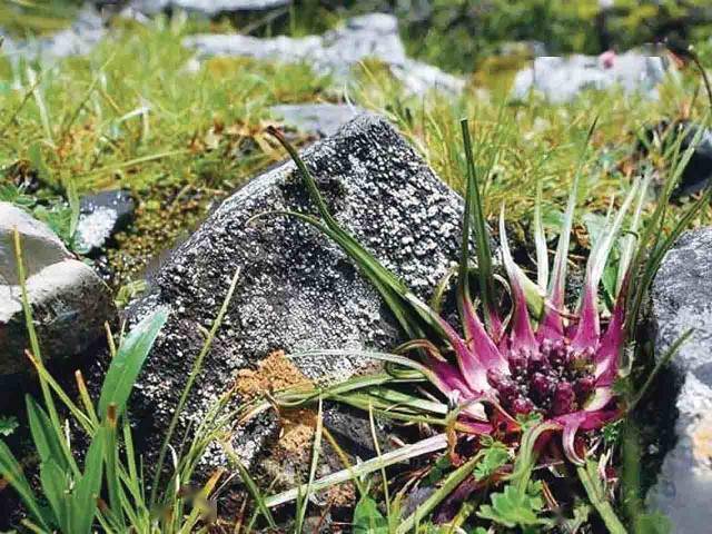 苹果|新疆为什么这样红？