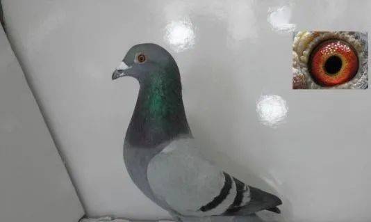959090a02d6c4039bd281db6f7dd8600.jpeg