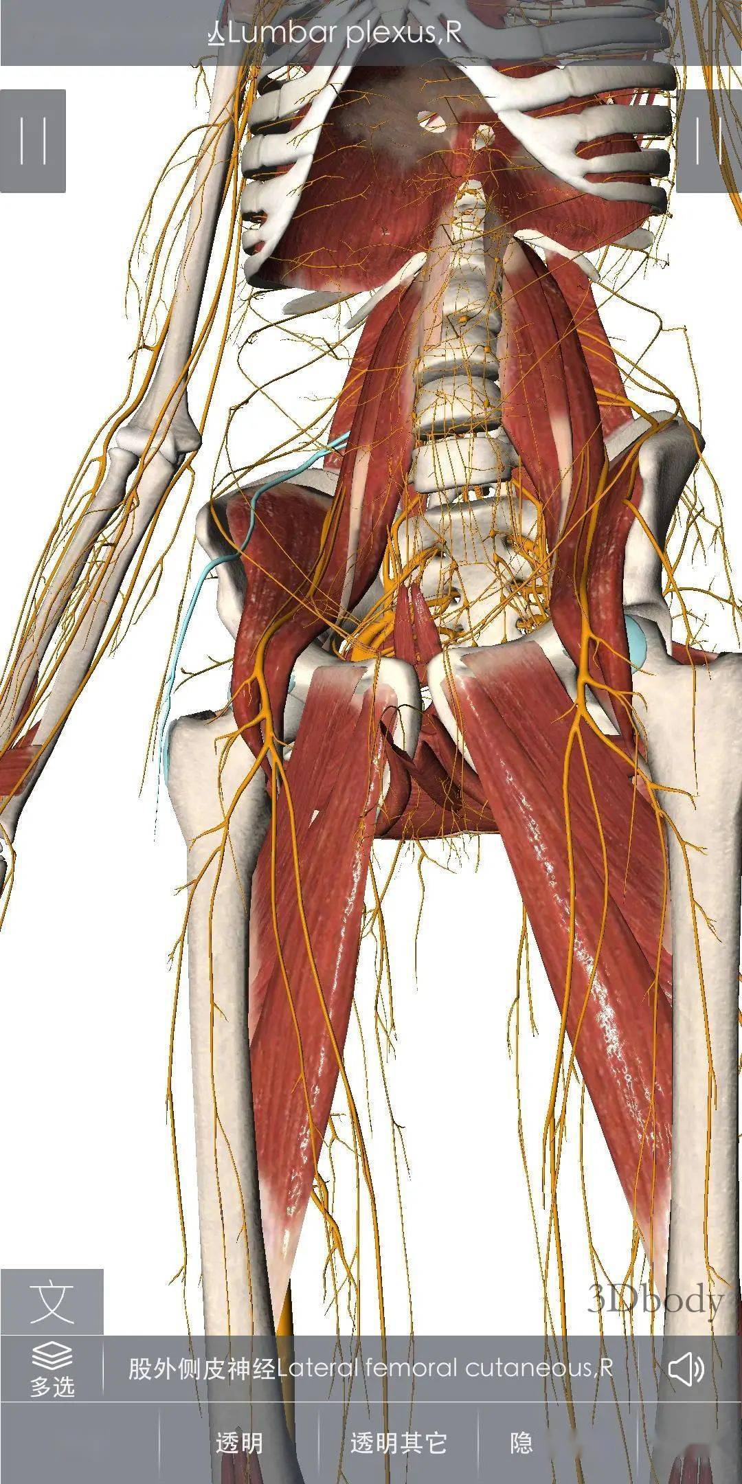 股外侧皮神经是单纯感觉神经,来自l2,l3神经前支后股,沿腰大肌外缘斜
