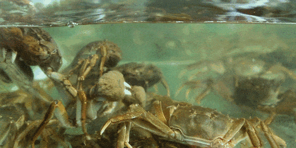 切现做,鲜嫩无比 店家所选用的螃蟹个大钳肥 菜场直供的新鲜果实菜蔬