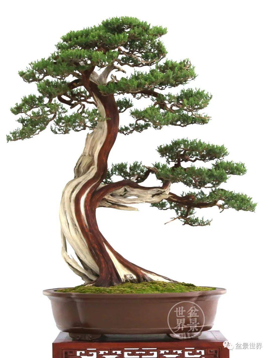盆景排名_榕树盆景