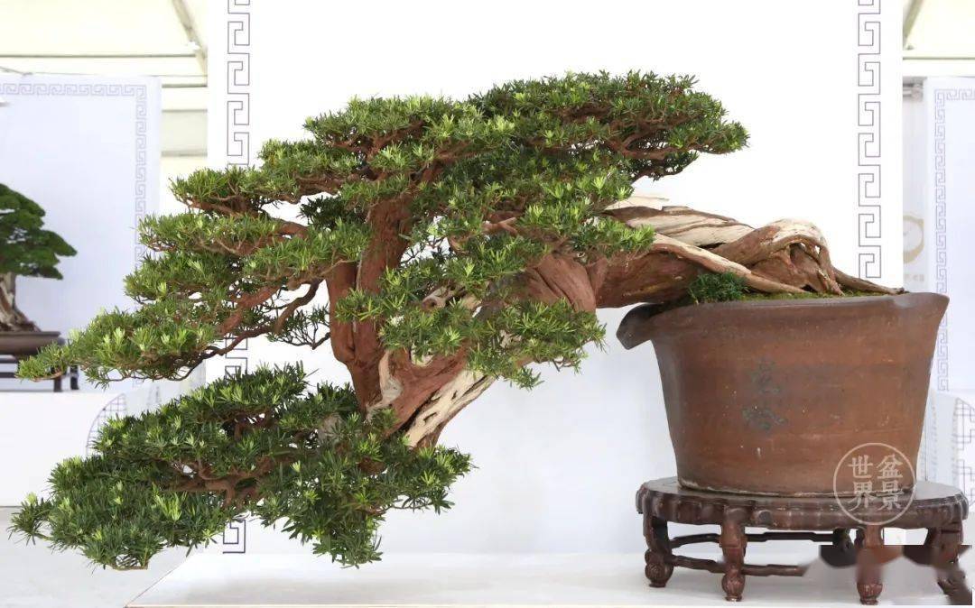 排名盆景_日本盆景品种排名(3)