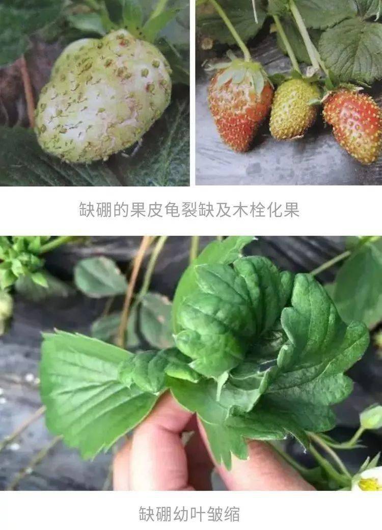 草莓缺素症状及处理办法