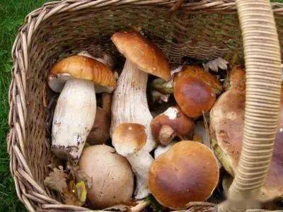 秋天到了,巴黎采蘑菇地点大推荐!牛肝菌鸡油菇,真香!