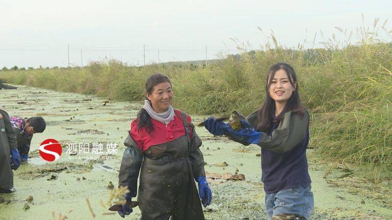 芡实喜获丰收秋日限定美味不容错过