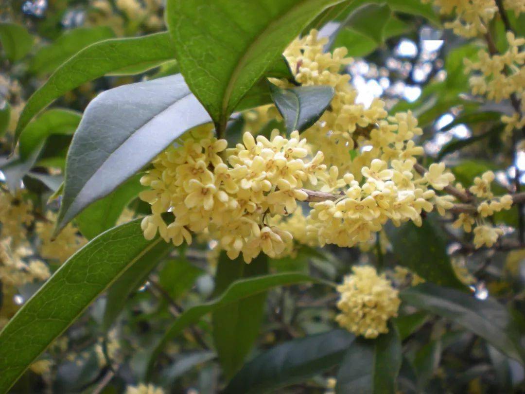 籽银桂osmanthus fragrans "zi yingui"