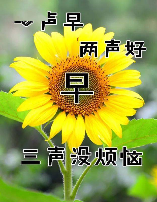 10月14日最漂亮早上好动态表情图片大全,早晨好动图美图大全