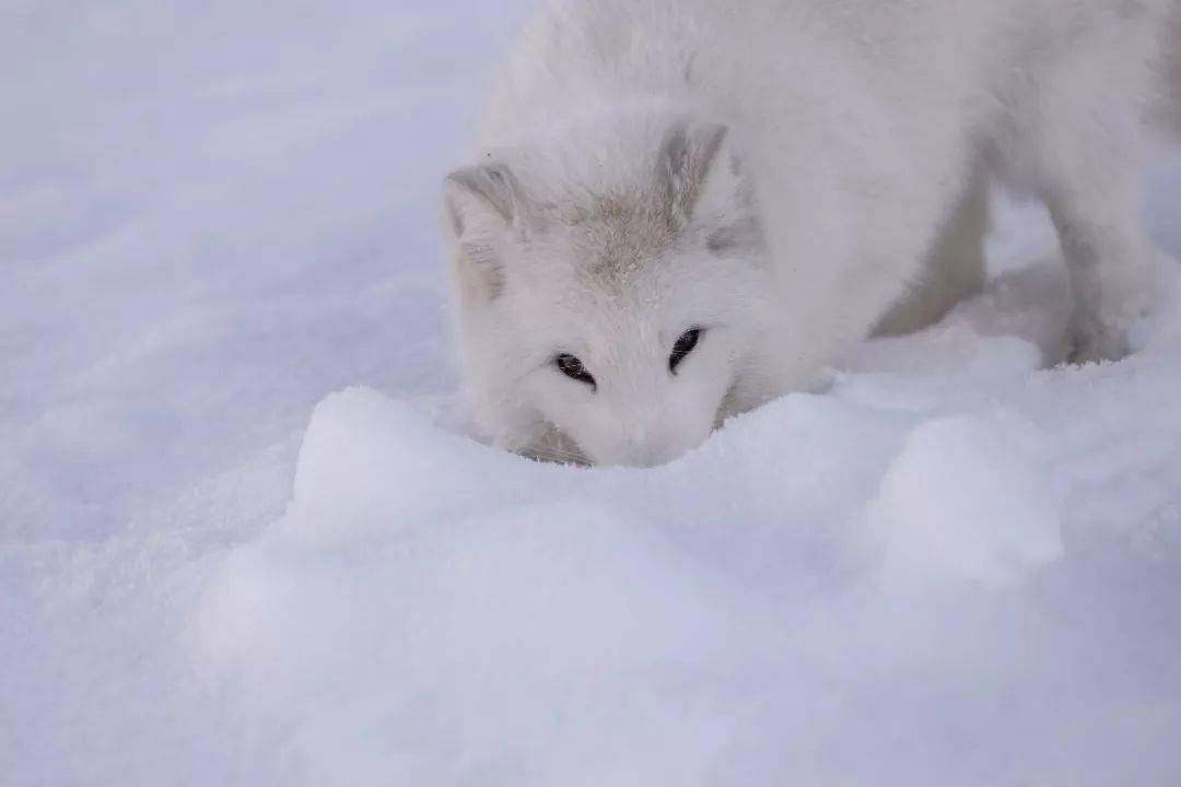 网友还在视频中加入了去年在净月潭雪地里拍到的小白狐,两只小狐狸个