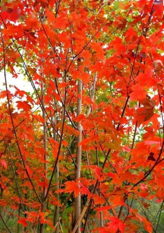 购票 ( 领用时间10月17日-11月10日) 绵阳魏城群益村,有个山中枫林园