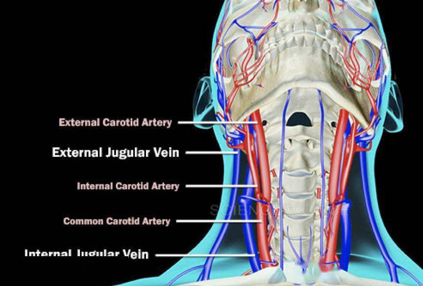 颈部的两组颈静脉将血液从头部和颈部的血液带回心脏.