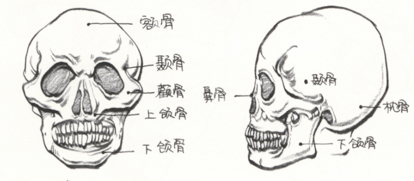 肌肉比例讲解 首先是脸部的骨骼组成:额骨,颞骨,颧骨,上颌骨,下颌骨