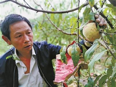 水蜜桃|奉化极晚熟鲜桃上市