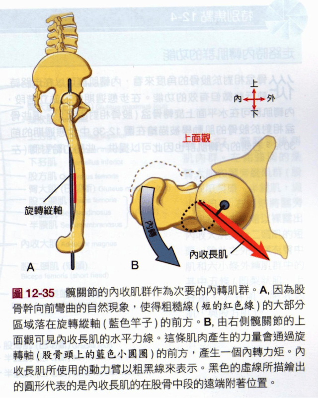 股内收肌在步态中的功能分析