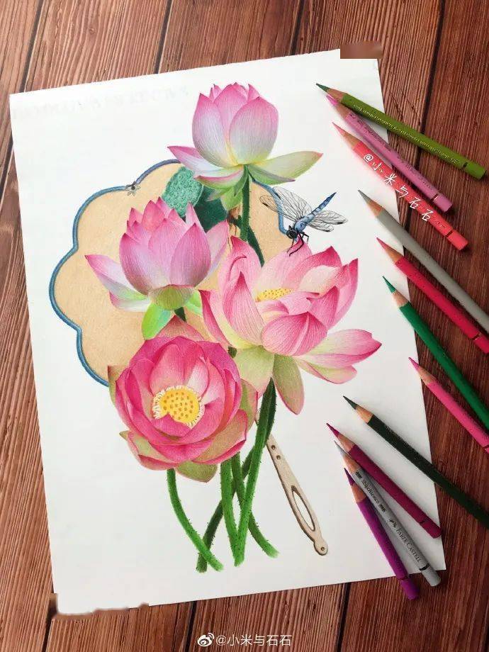 彩铅手绘荷花集锦作者小米与石石6767676767