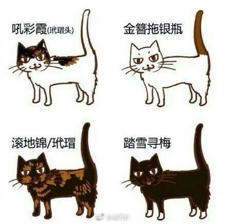 小猫|2万人围观“宋朝人买猫下聘礼”，古代铲屎官：别小瞧这行