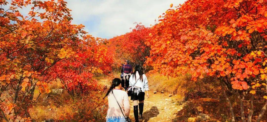 最新消息金沙河佛照山红叶节盛况