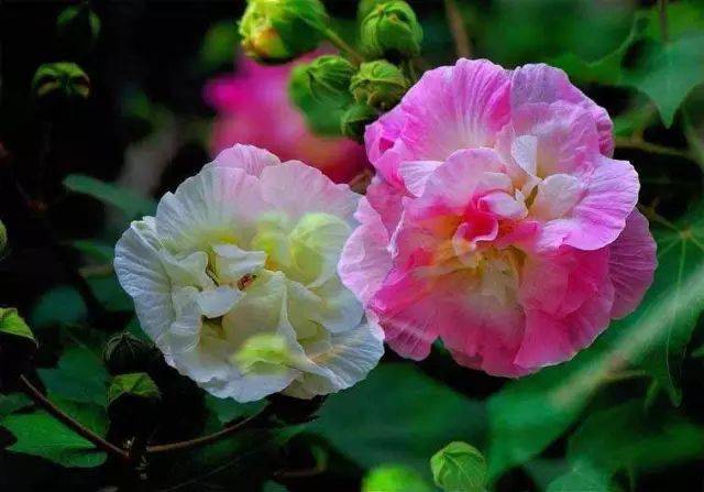 千林扫作一番黄，只有芙蓉独自芳_宜霜