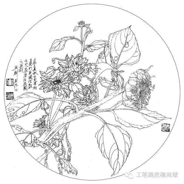 30种花卉白描作品欣赏!