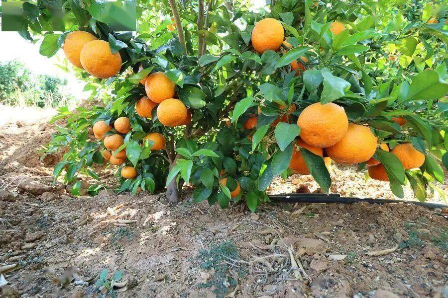 东南亚水果进出口 855cfa046ba1478181f8cabadb76761d.jpeg