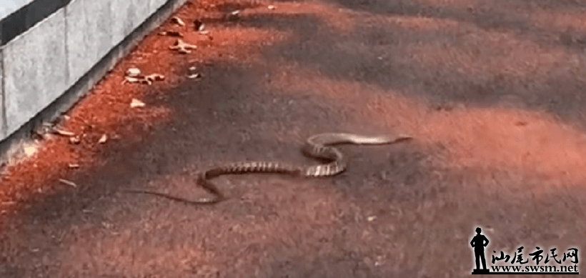 蛇是什么季节出来活动 9db2f489caf446779fb14dc636d20f57.png