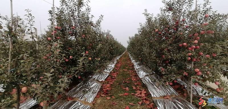 栖霞|北纬37°上的“万亩苹果谷” 烟台栖霞打造先进苹果示范园