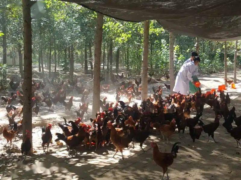 扶贫|京东的跑步鸡 ，跑出了一个自有扶贫品牌矩阵