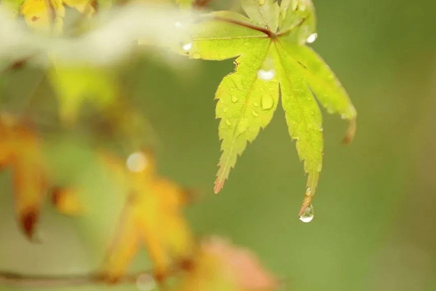 唯美深秋,秋雨如梦