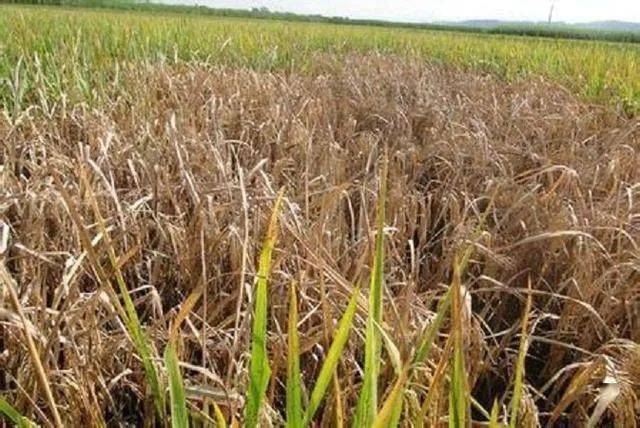 水稻后期稻飞虱危害,到底要不要喷施农药?
