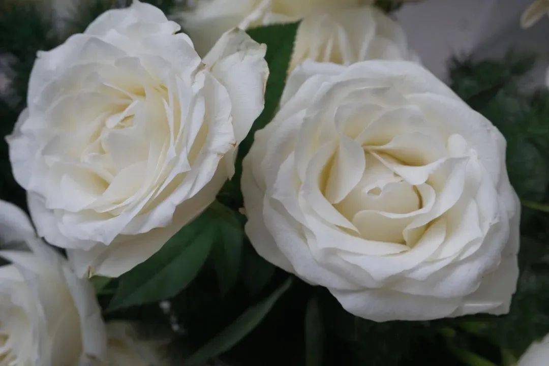 白玫瑰"骄傲"丨 得不到的 从来矜贵