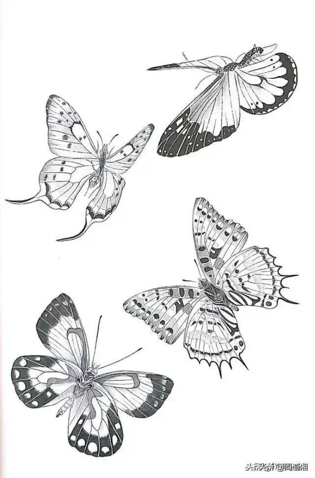 这样美的蝴蝶白描画谱,你见过么?