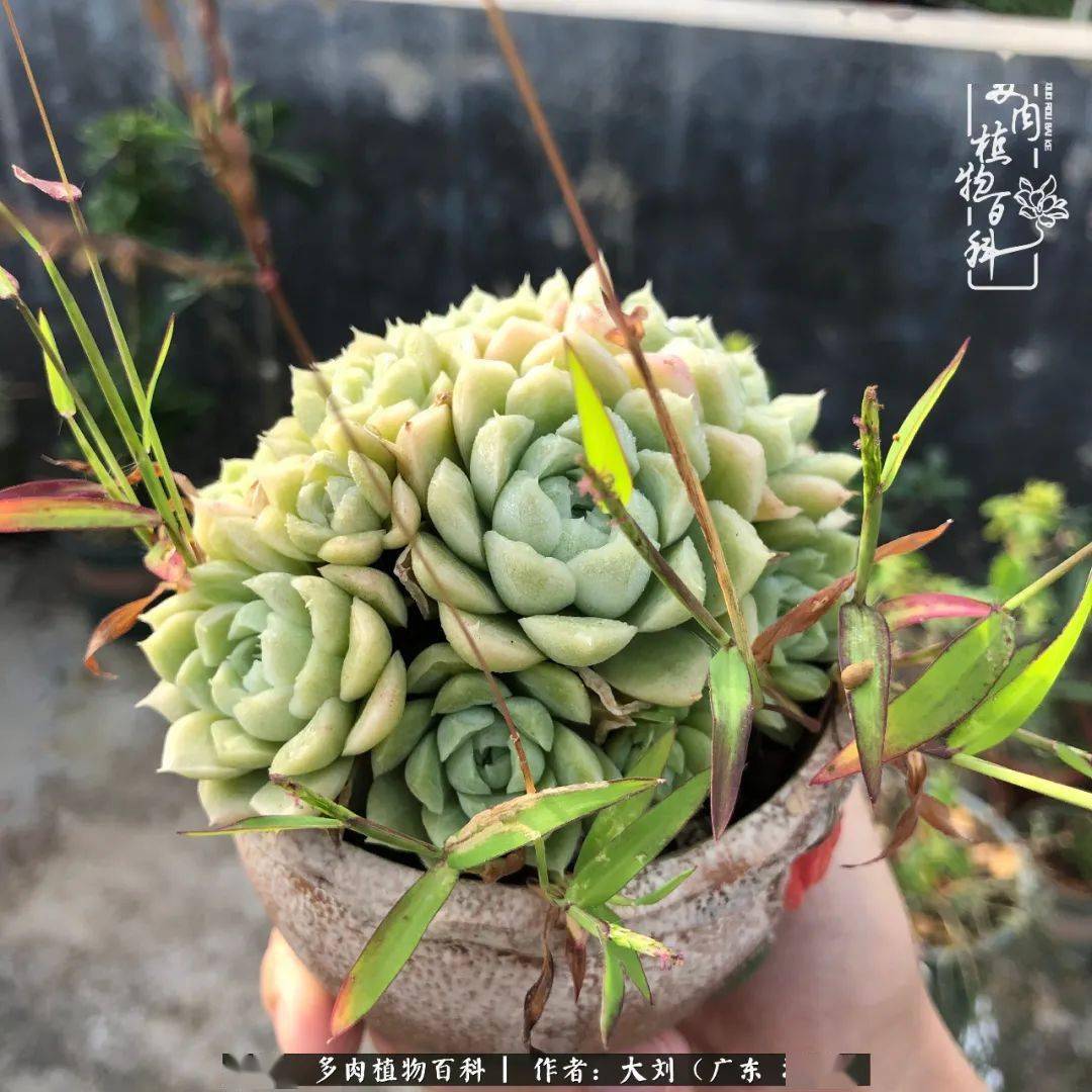 薄叶蓝鸟