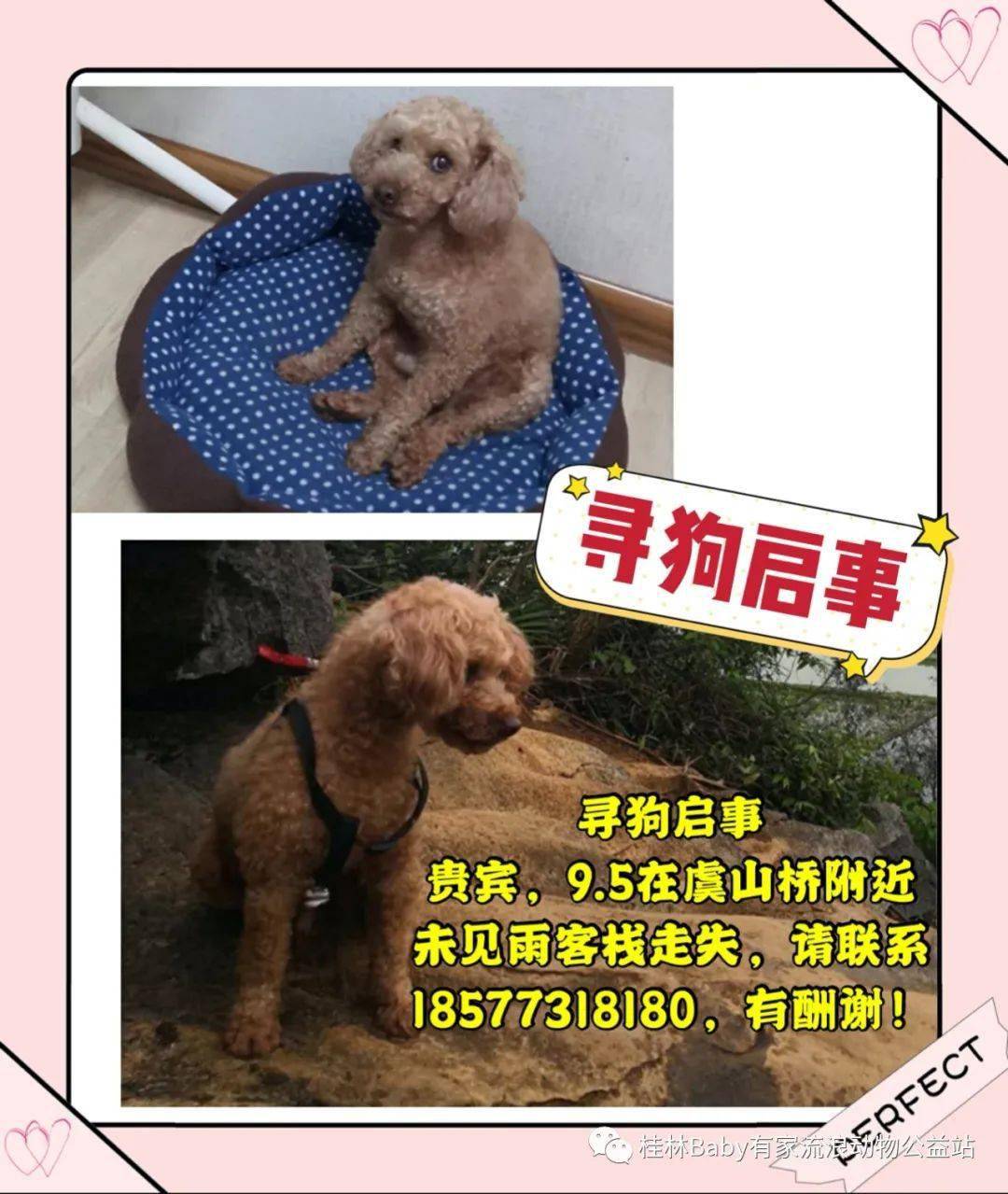 狗狗寻主人 寻狗启事