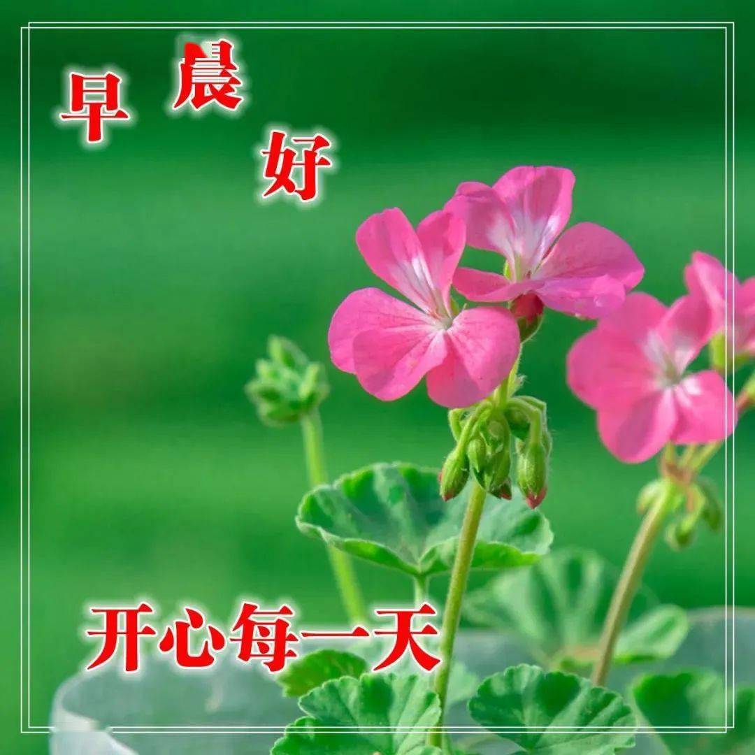 秋天早上好问候语阳光句子早上好祝福图片表情
