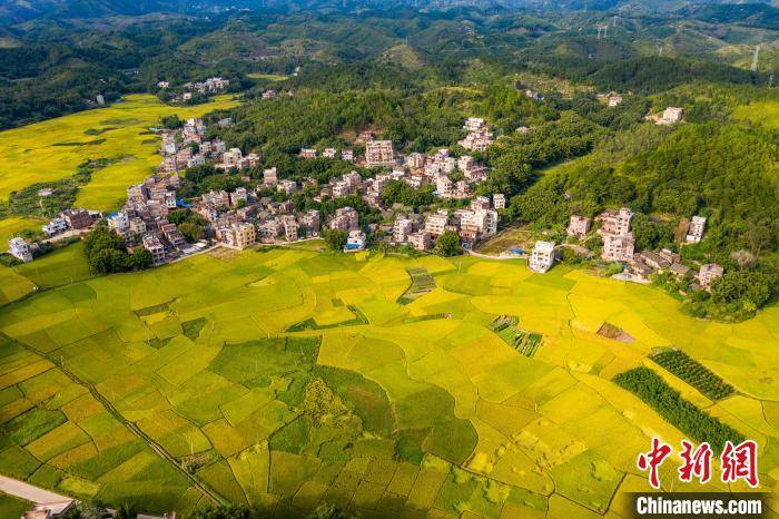 广西梧州市万秀区夏郢镇镇安村,答涓村一带,金黄稻田与新农村辉映成景