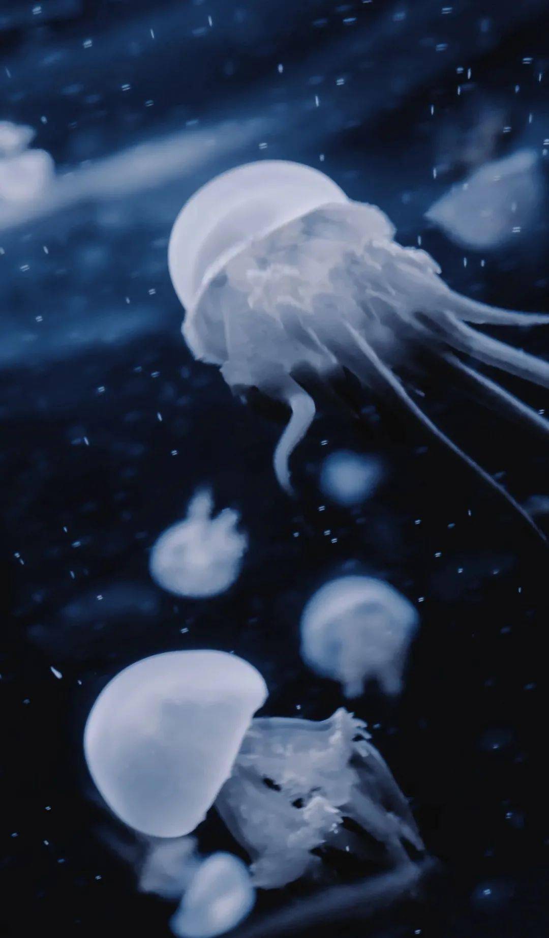 饱和度|超治愈的蓝色调，这样后期百看不腻！