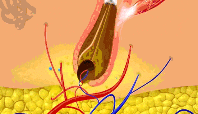 什么|连头发都快拼没了，你拿什么安身立命？