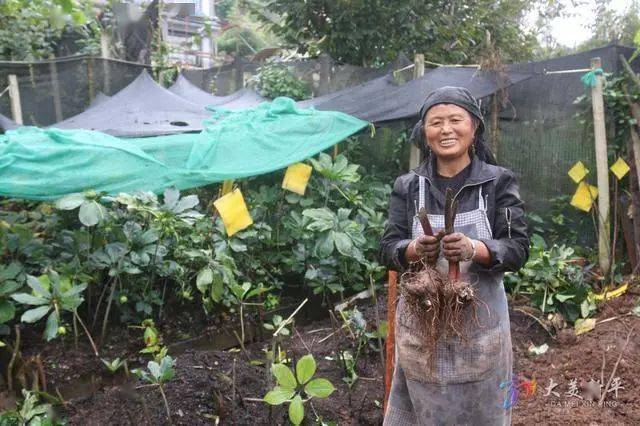 新平建兴乡:金秋药草飘香富百姓