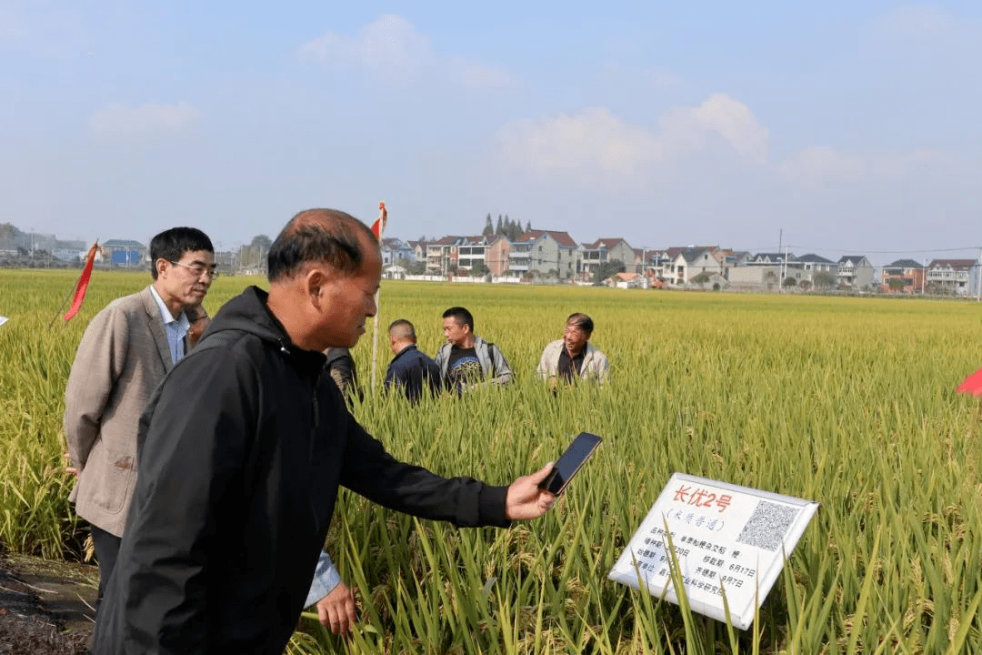 全区水稻新品种示范观摩会在渔山水稻种植科技示范基地召开