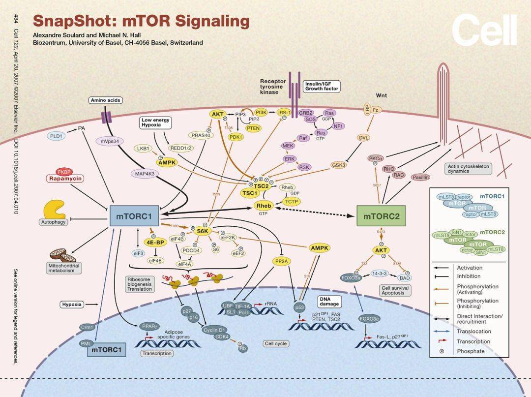mTOR通路对于代谢调控的一点微小贡献_搜狐网