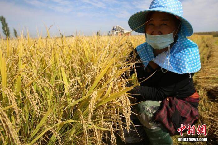 猪肉价格连续7周回落！年底会大涨吗？权威回应