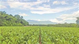 科技|科技赋能 勇创“茄”作