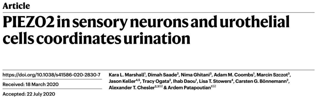 神经元|Nature|谁让你尿尿的？膀胱憋不住了-科学家揭示神经元感知膀胱压力的关键蛋白
