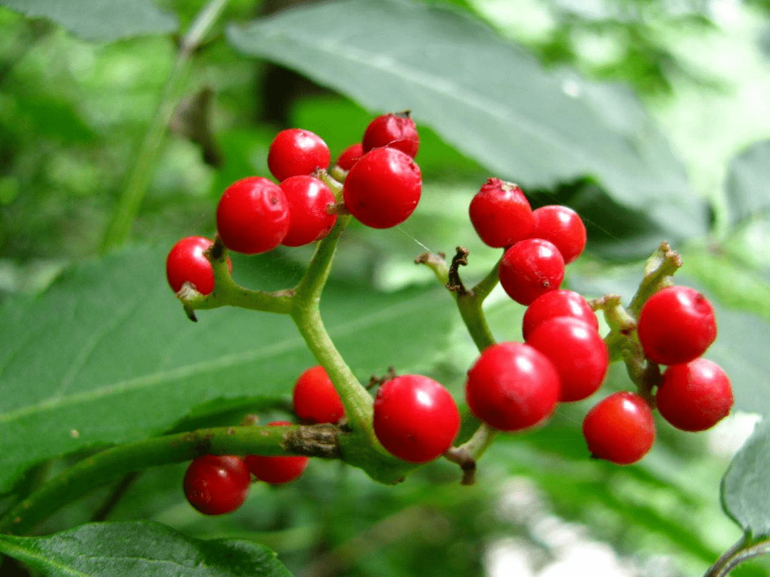 婆婆丁图片学名 96f474174bed486cafa78cc0811b6151.png