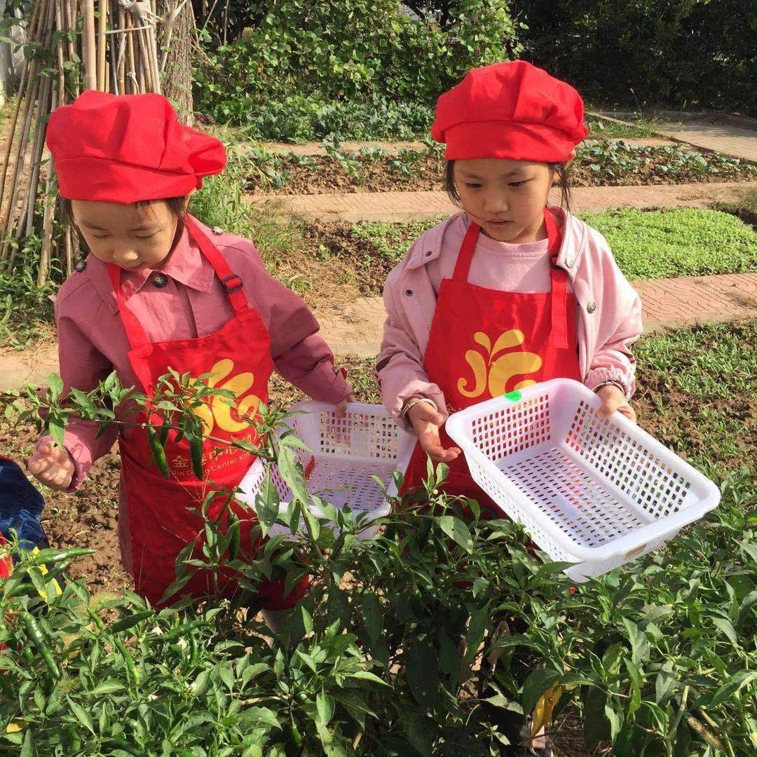 如何种植大蒜幼儿园 a5c26fd15f5c445b9ef073fac0860841.jpeg