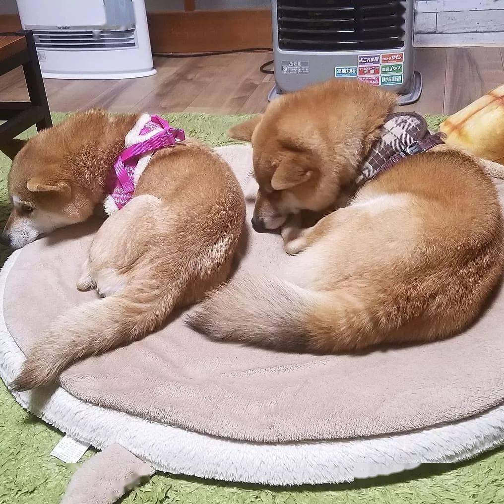 日本网友家:柴犬母子的搞笑暖心日常,实在是惹人爱!